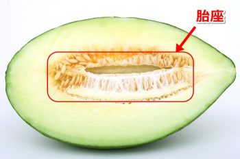 メロンプラセンタの胎座