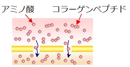 セラクティブコラーゲン